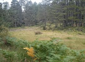 Peat Grassland of Troodos