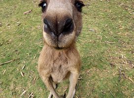 Urimbirra Wildlife Park