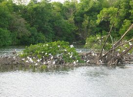 Graeme Hall Wildlife Sanctuary, Barbados