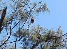 Pua-ko-Fanongo-Talanoa / Flying Foxes