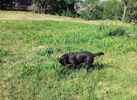 Poljana gde je bila bitka Turaka i Vrščana
