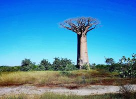 Madagascar Circuits Tours - Agence de voyage, spécialiste du circuit Madagascar en famille 15 jours – Location de voiture