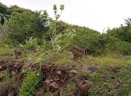 Manyara Ranch Conservancy