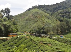Boh Tea Plantation