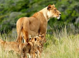 Wild Watchers Safaris Uganda
