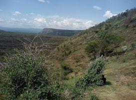 Menengai Forest