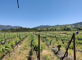 Colchagua Wine Tours