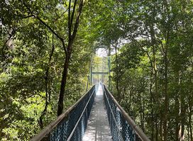 MacRitchie Nature Trail