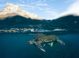 Snorkeling Byron Bay