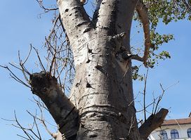 Baobab tree
