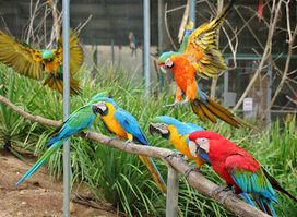 Maleny Botanic Gardens & Bird World