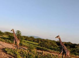 Natural World Kenya Safaris - Mombasa