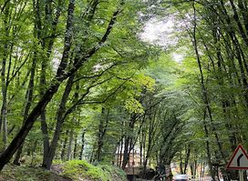 Gachrash Forest (recreational area)