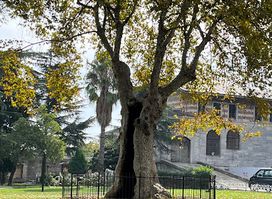 The Hollow Tree