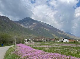 Peja
