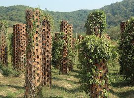 Kampot Pepper Farm