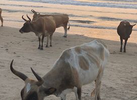 Vacas Point