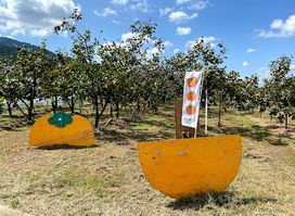 Migita Orchard