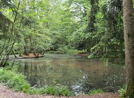 Ententeich im Bremgartenwald