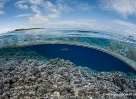 Topdive Rangiroa
