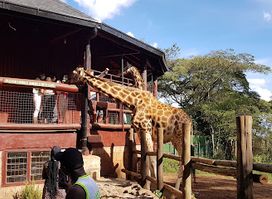 Giraffe Centre