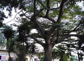 Musée Ethnographique et d'Histoire des Peuples de la Forêt d'Afrique Centrale