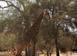 Happy Excursions Senegal
