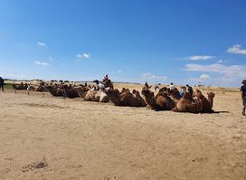 Elsen Tasarkhai (Sand Dune Mini Gobi)