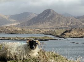 Connemara Adventure Tours