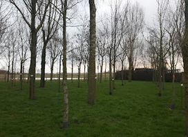 Geboortebos Wenduine