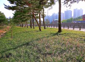 노송지대(老松地帶)
