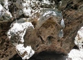 Fossilized Clam