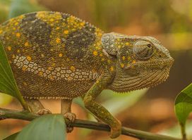 Tazari chameleon Reserve