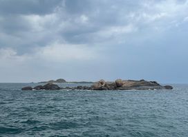 Trincomalee Swim With Blue Whales Diving Centre