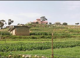 AMEXI (AMETSI) ዓመጺ