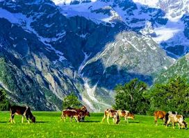 Chukail Meadows
