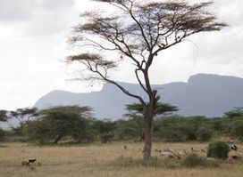 Shaba National Reserve
