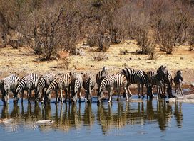 Moringa Waterhole Viewpoint