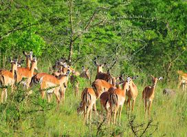 Murchison Falls safari