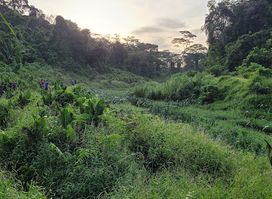 Clementi Forest