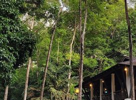 Bukit Timah Nature Reserve, BTNR Hindhede