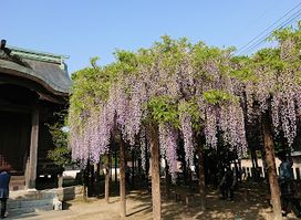 Wisteria Village Park