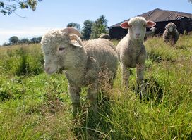 Animalaine Asbl