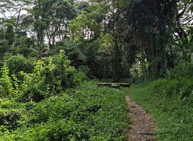 Abandoned Car Trail