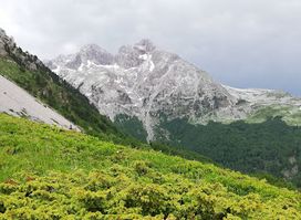 Комови