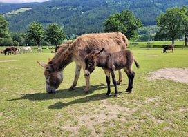 Donkey Park Maltatal