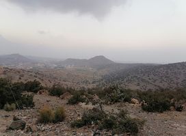 Al Hada Palm