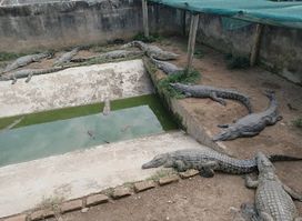 Uganda Crocodile Garden