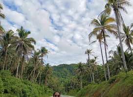 Coconut view v1