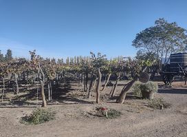 Bodega La Rural - Museo del Vino San Felipe